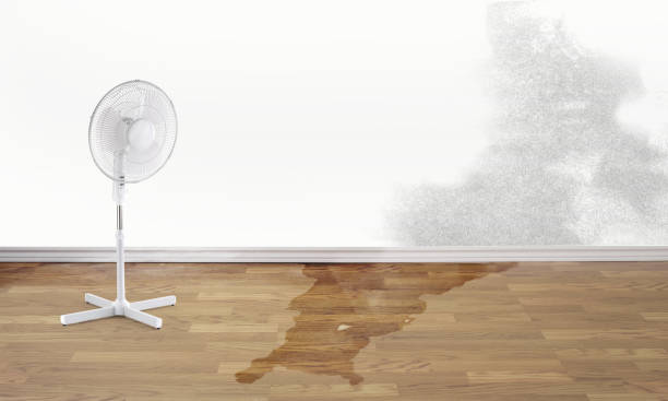 Best Water damage contractors near me  in Pine Hill, NJ