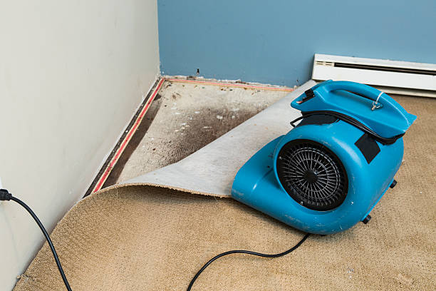 Best Water damage restoration mold remediation  in Pine Hill, NJ